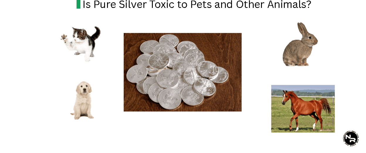Is Silver Toxic to Pets and Other Animals? Is Silver Toxic to Pets and Other Animals?